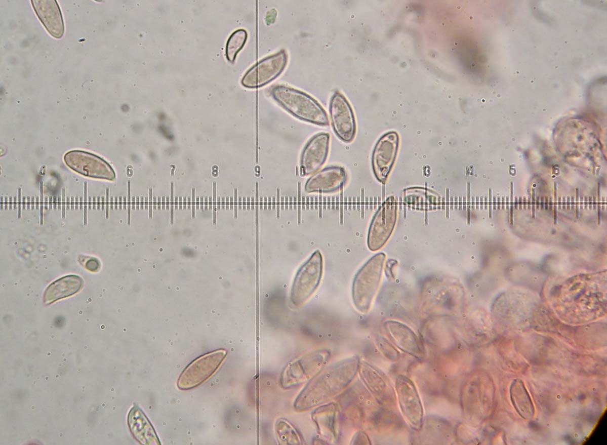 Lepiota da determinare